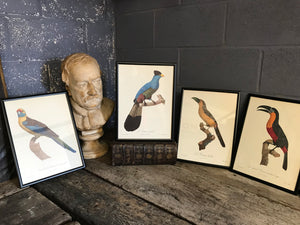 Rare exotic bird framed print 1796-1812- parrot, turaco, bird of paradise, 'tucan'
