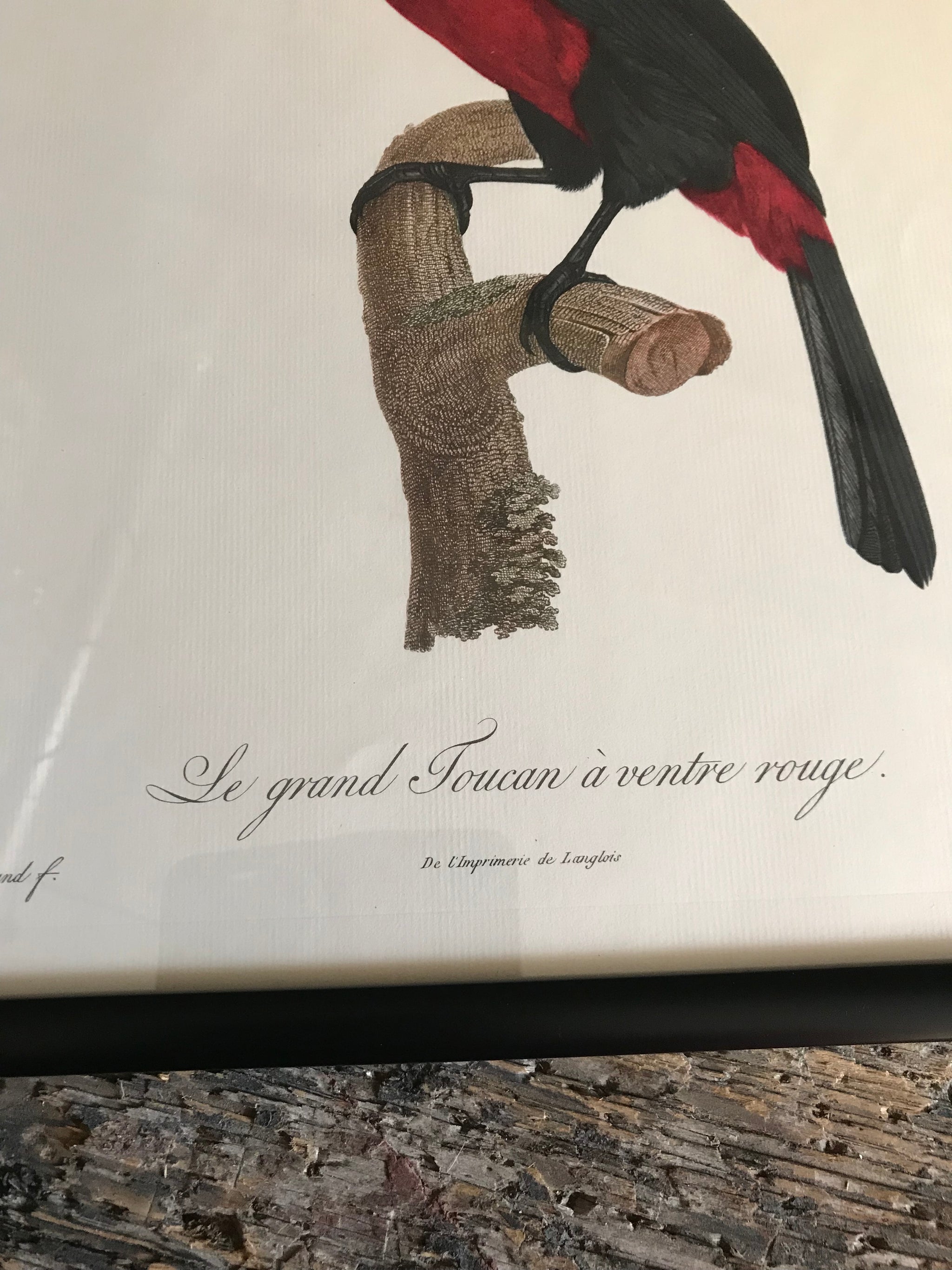 Rare exotic bird framed print 1796-1812- parrot, turaco, bird of paradise, 'tucan'