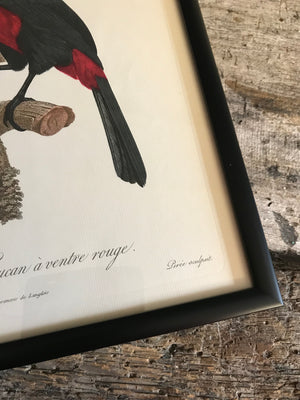 Rare exotic bird framed print 1796-1812- parrot, turaco, bird of paradise, 'tucan'