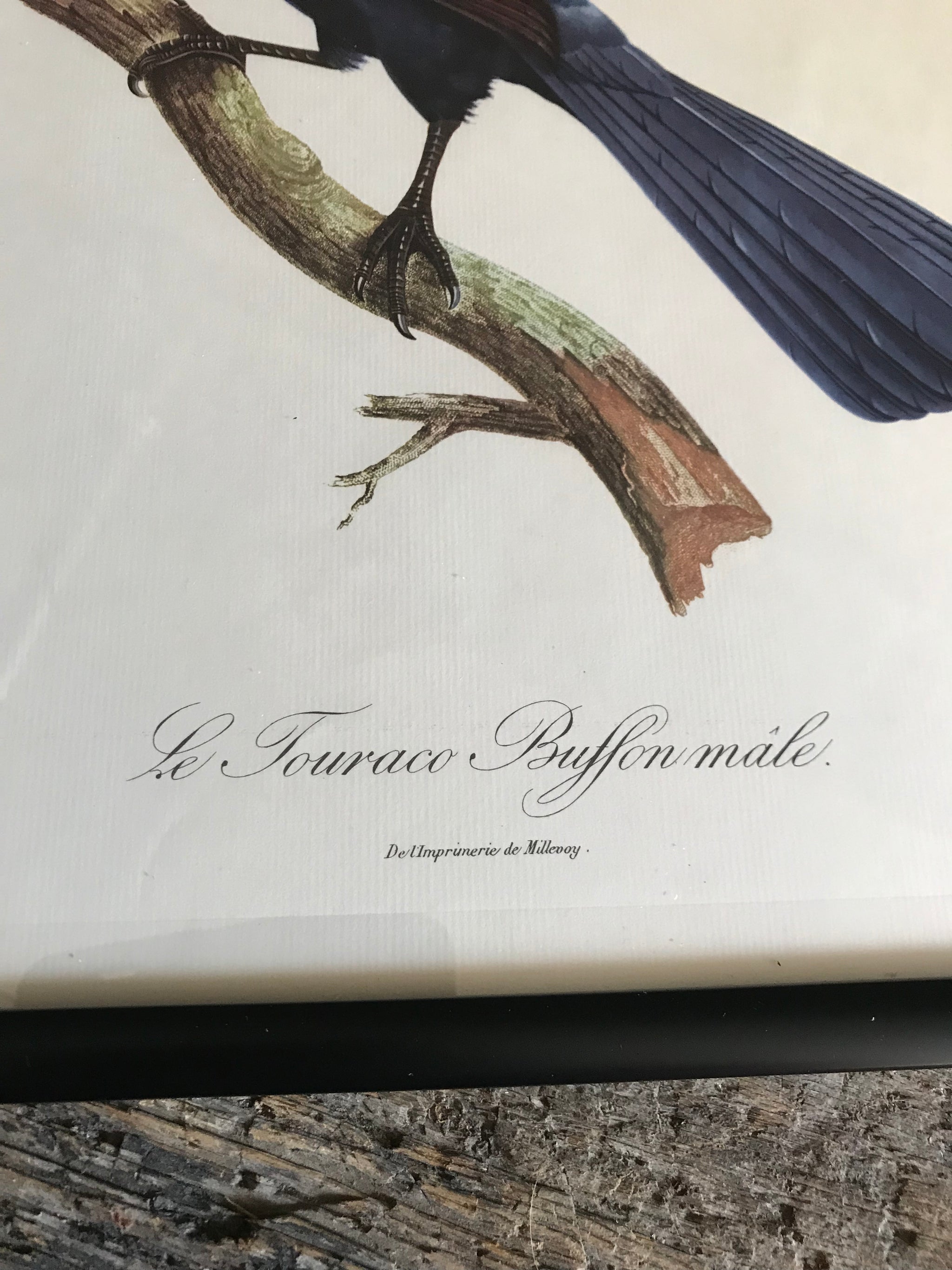 Rare exotic bird framed print 1796-1812- parrot, turaco, bird of paradise, 'tucan'