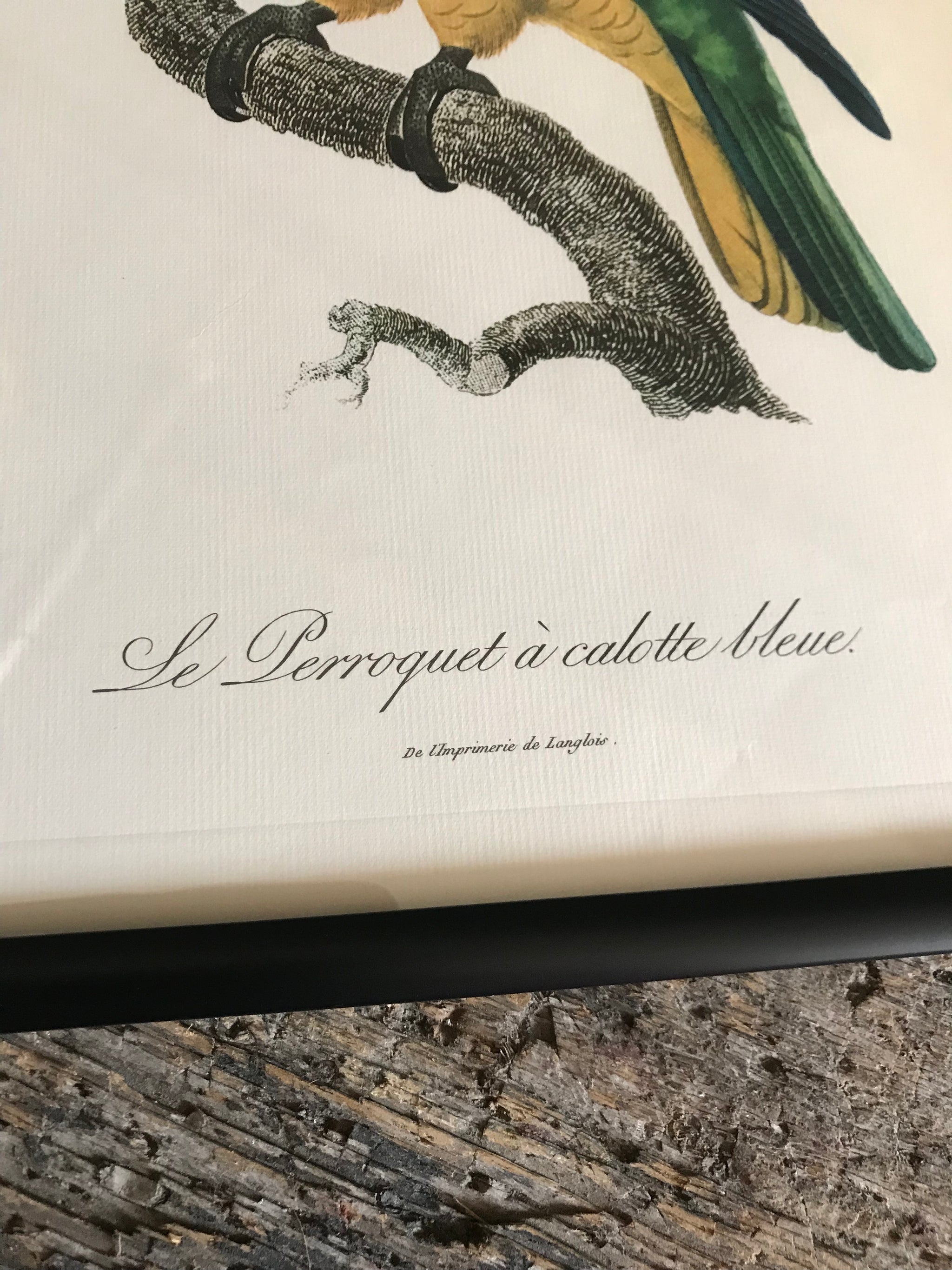 Rare exotic bird framed print 1796-1812- parrot, turaco, bird of paradise, 'tucan'