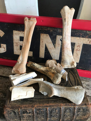 A collection of museum type specimen animal bones