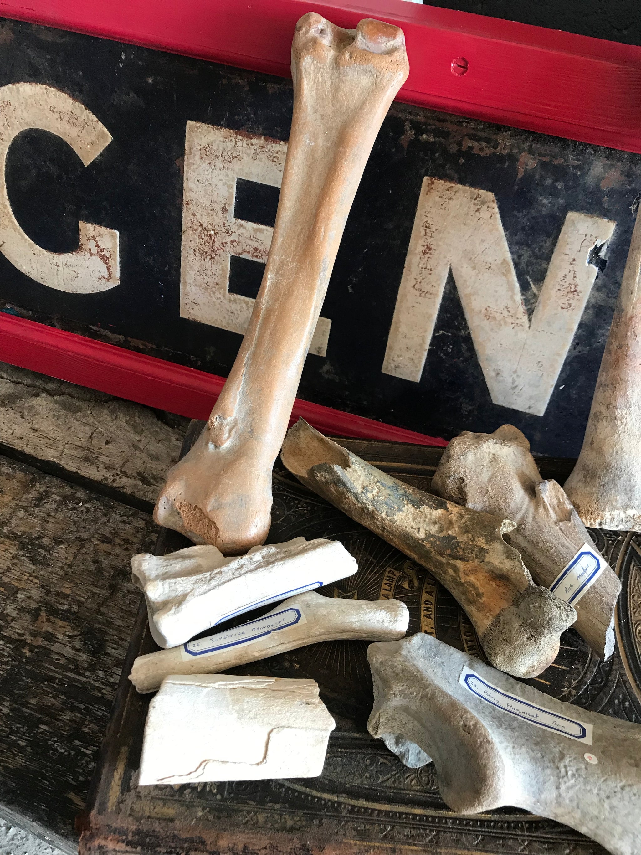 A collection of museum type specimen animal bones