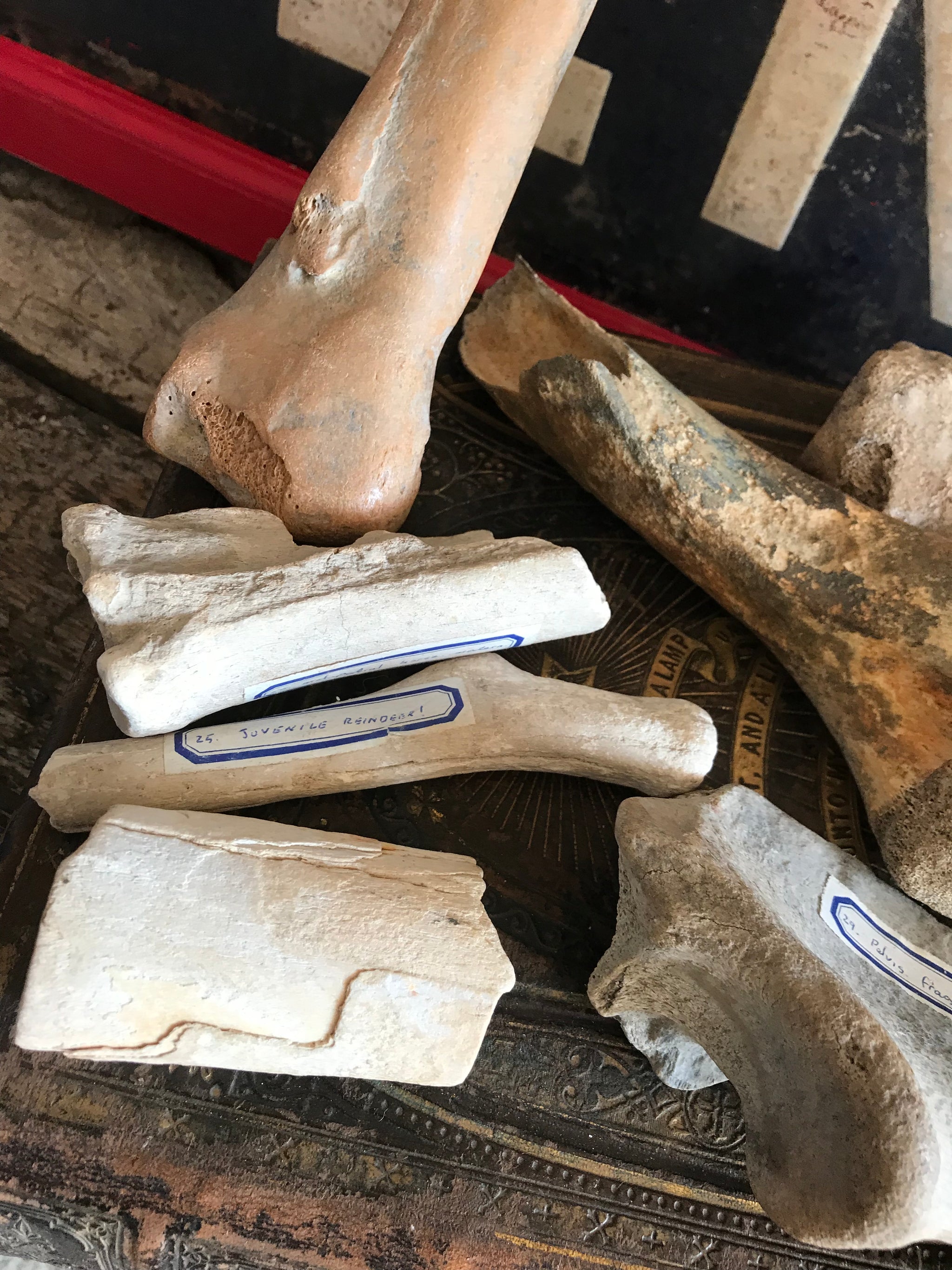 A collection of museum type specimen animal bones