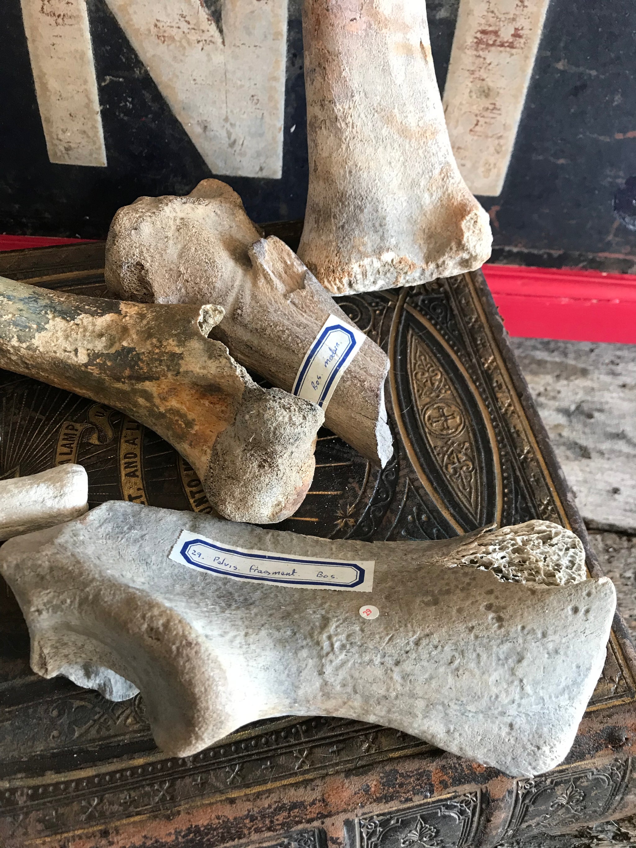 A collection of museum type specimen animal bones