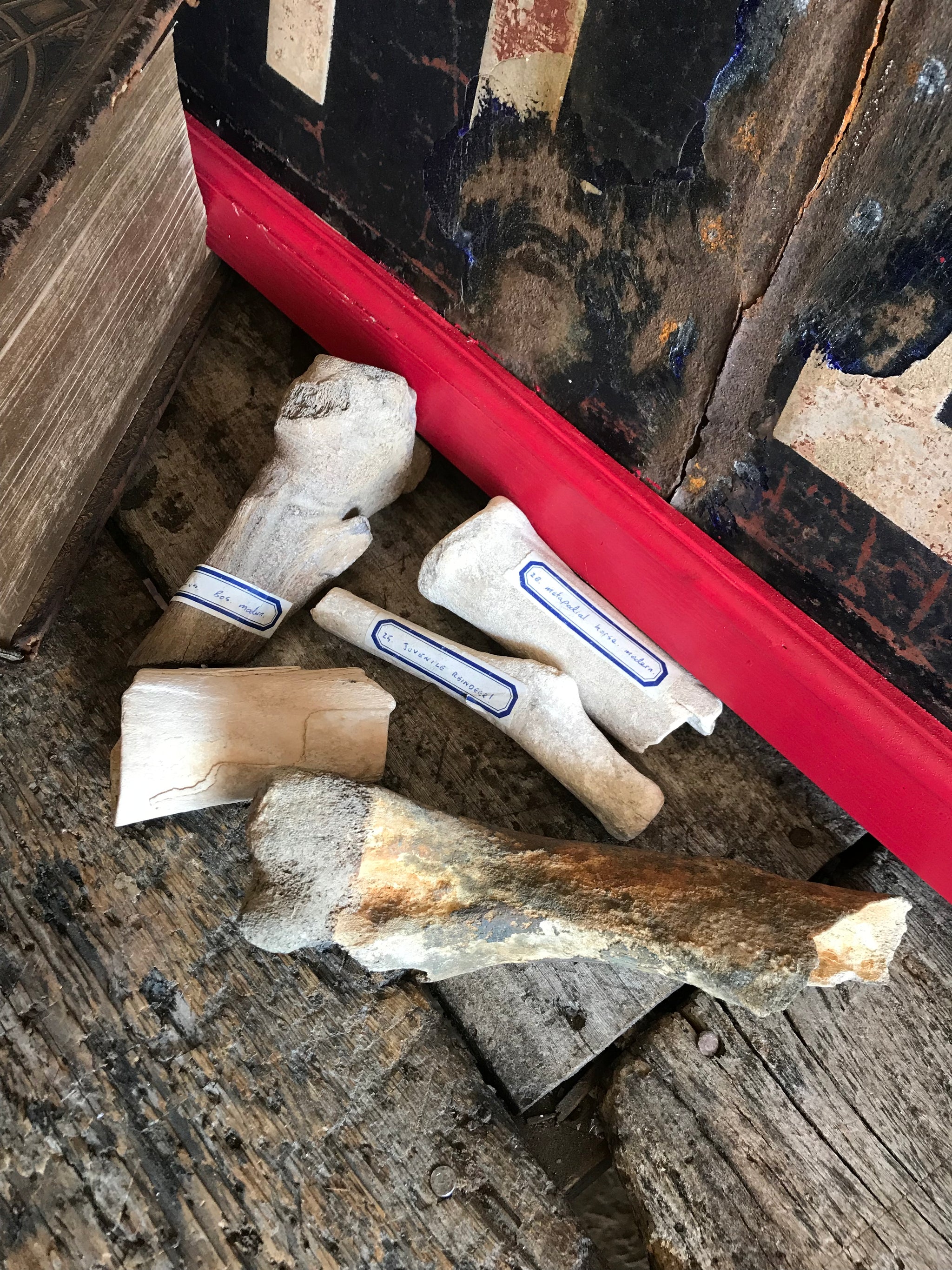 A collection of museum type specimen animal bones