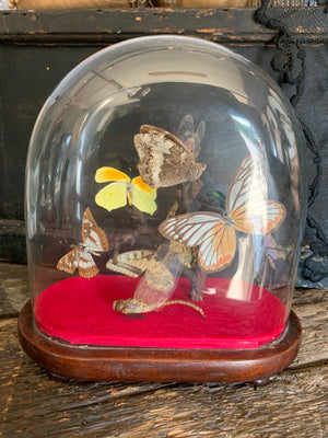 A Victorian entomology taxidermy display under a glass dome ; butterfly, moth, beetle, dragonfly, cicada