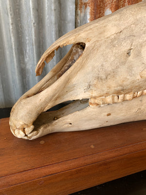 A horse skull mounted on a wooden plinth