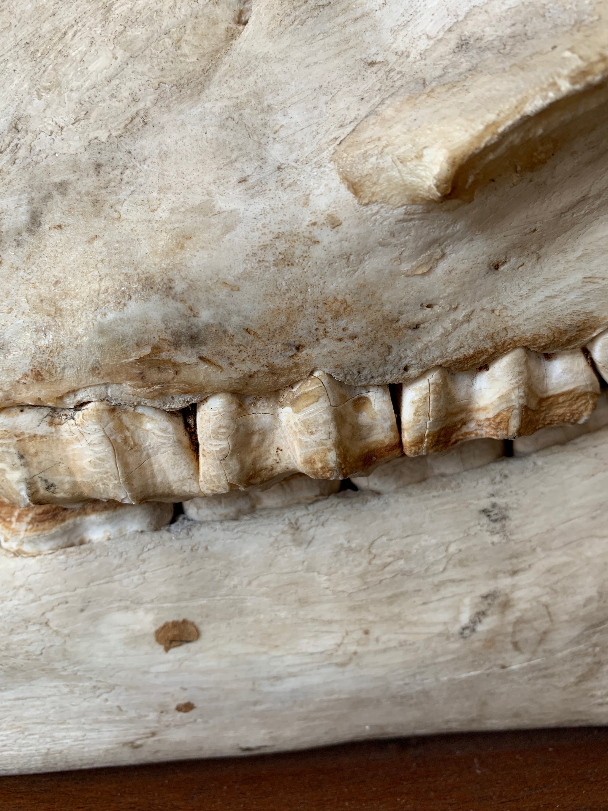 A horse skull mounted on a wooden plinth