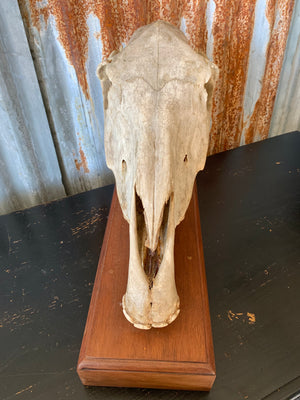 A horse skull mounted on a wooden plinth