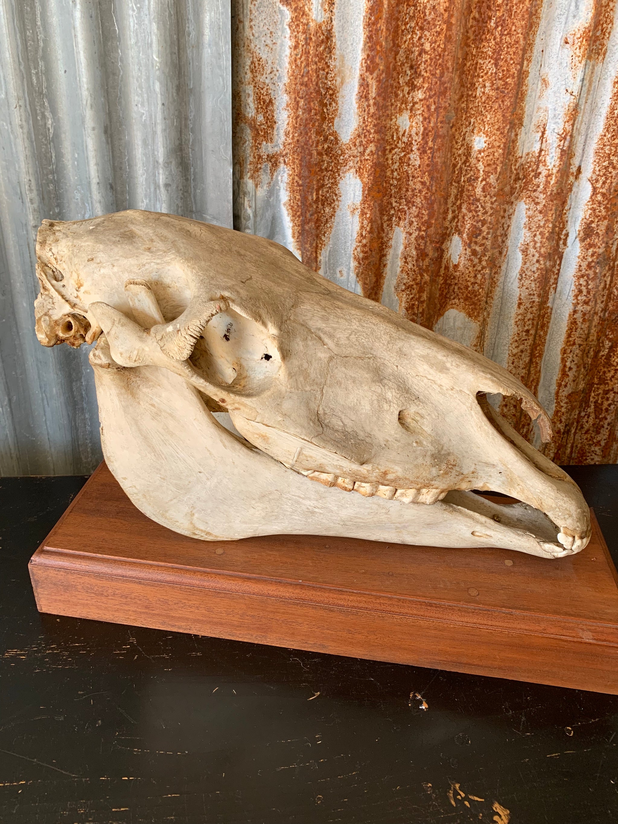 A horse skull mounted on a wooden plinth