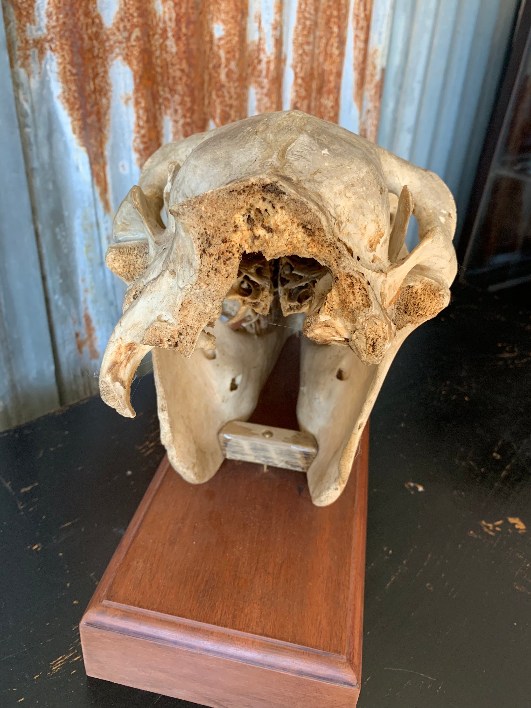 A horse skull mounted on a wooden plinth