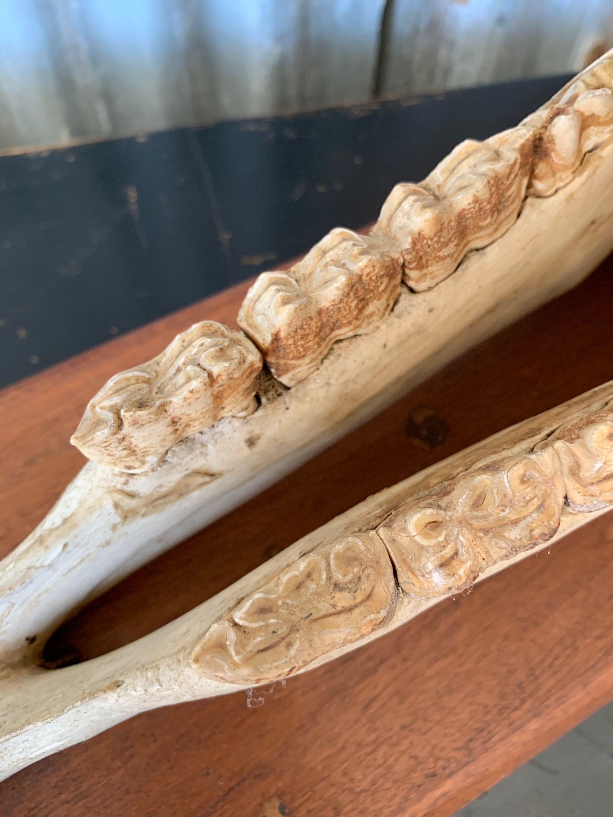 A horse skull mounted on a wooden plinth
