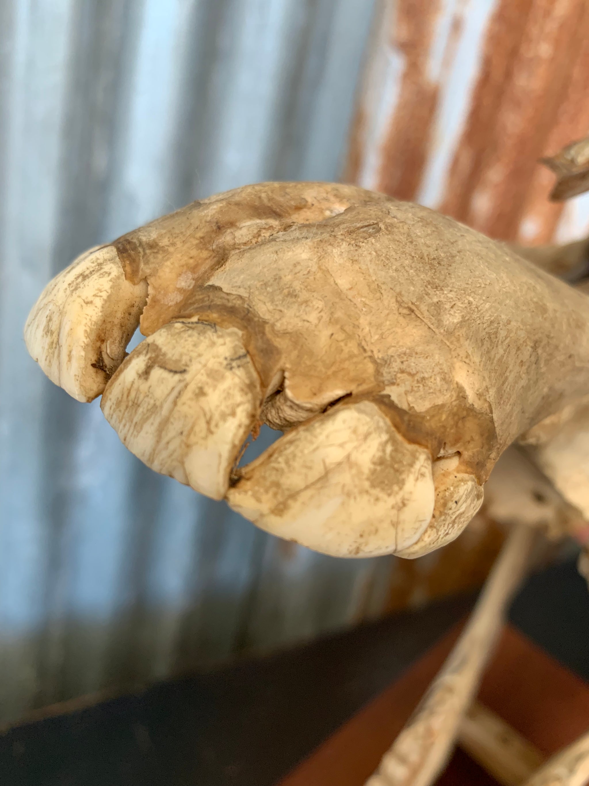 A horse skull mounted on a wooden plinth