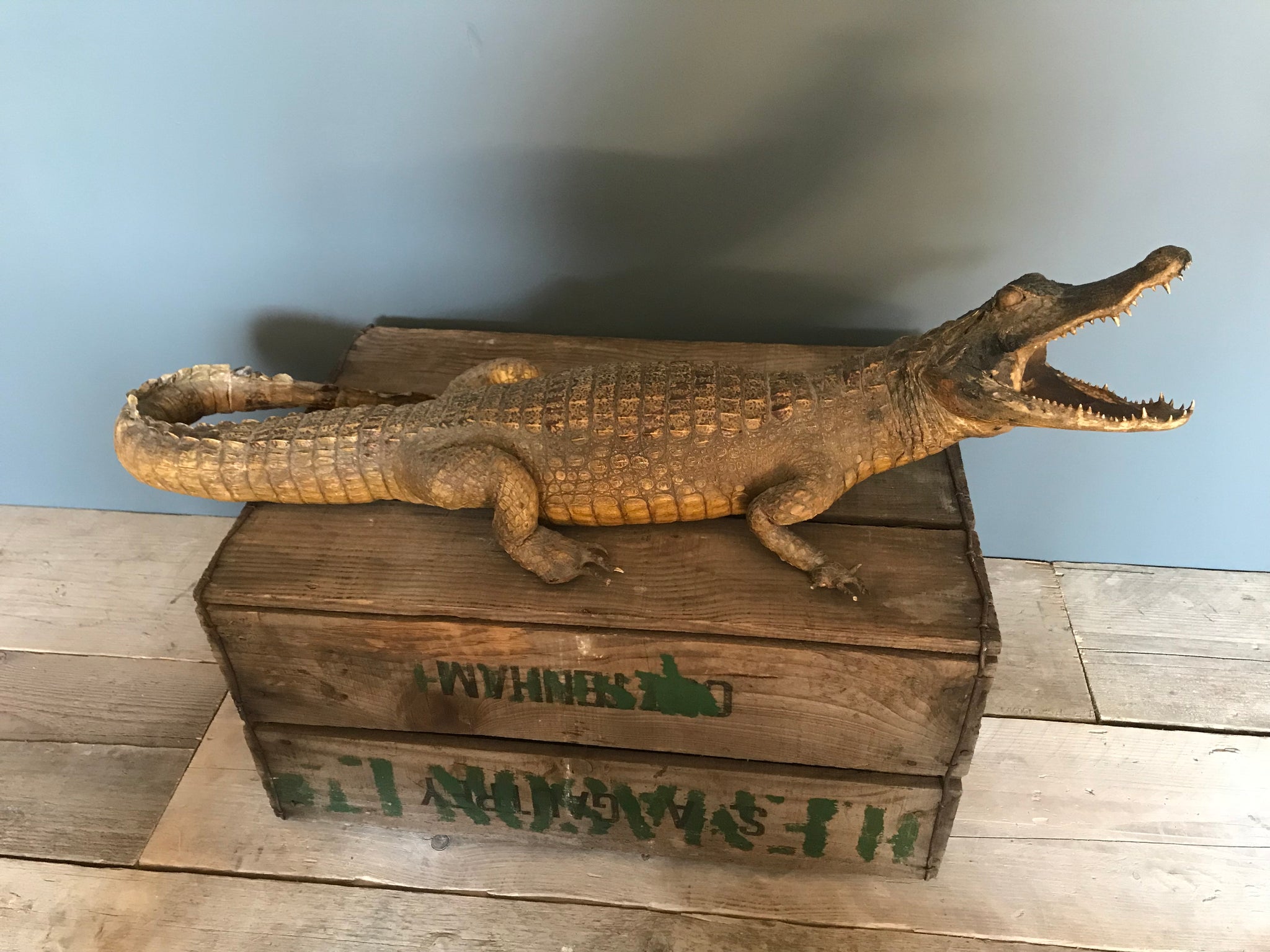 A large Victorian taxidermy crocodile