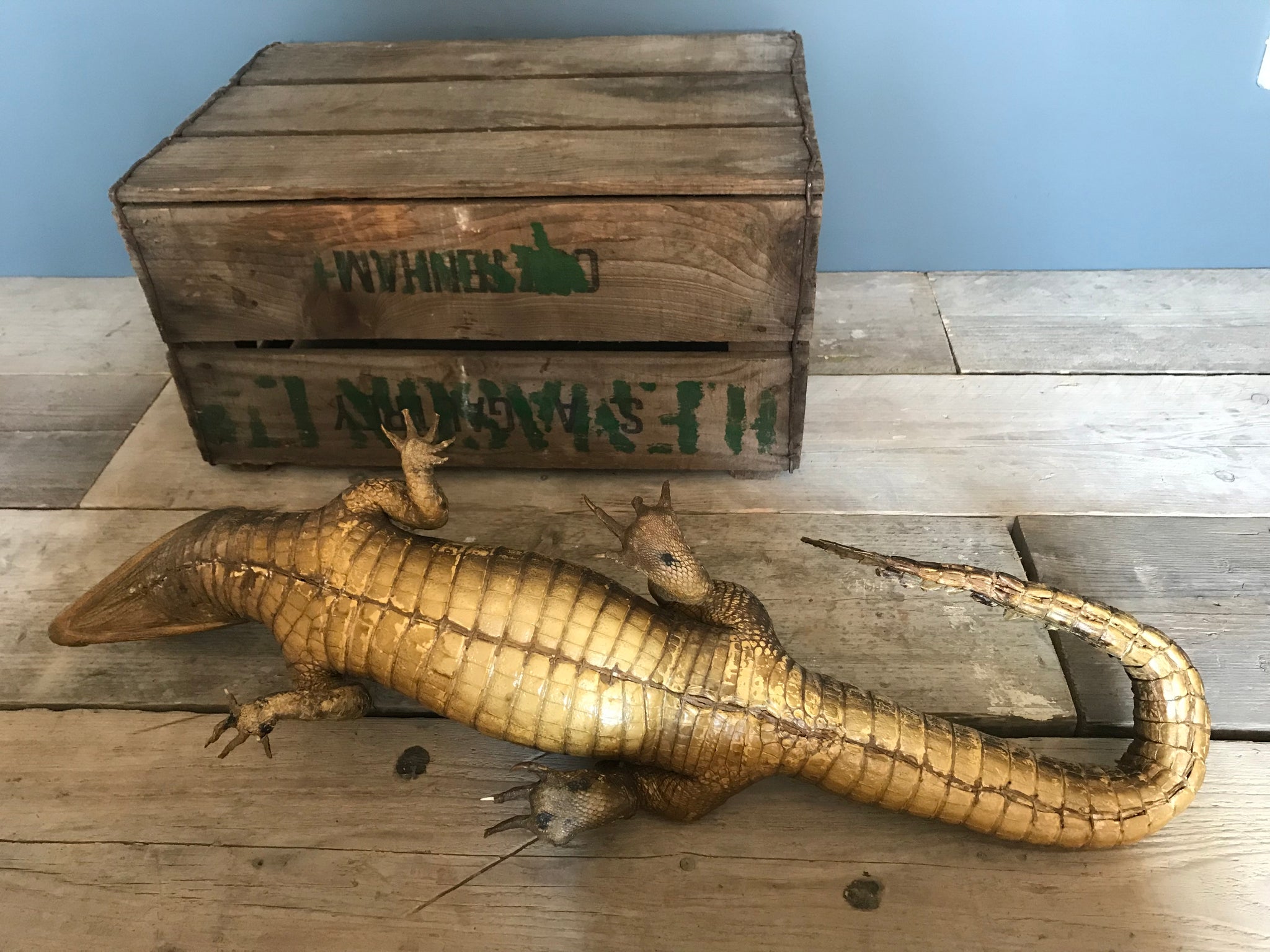 A large Victorian taxidermy crocodile