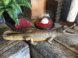 A large Victorian taxidermy crocodile