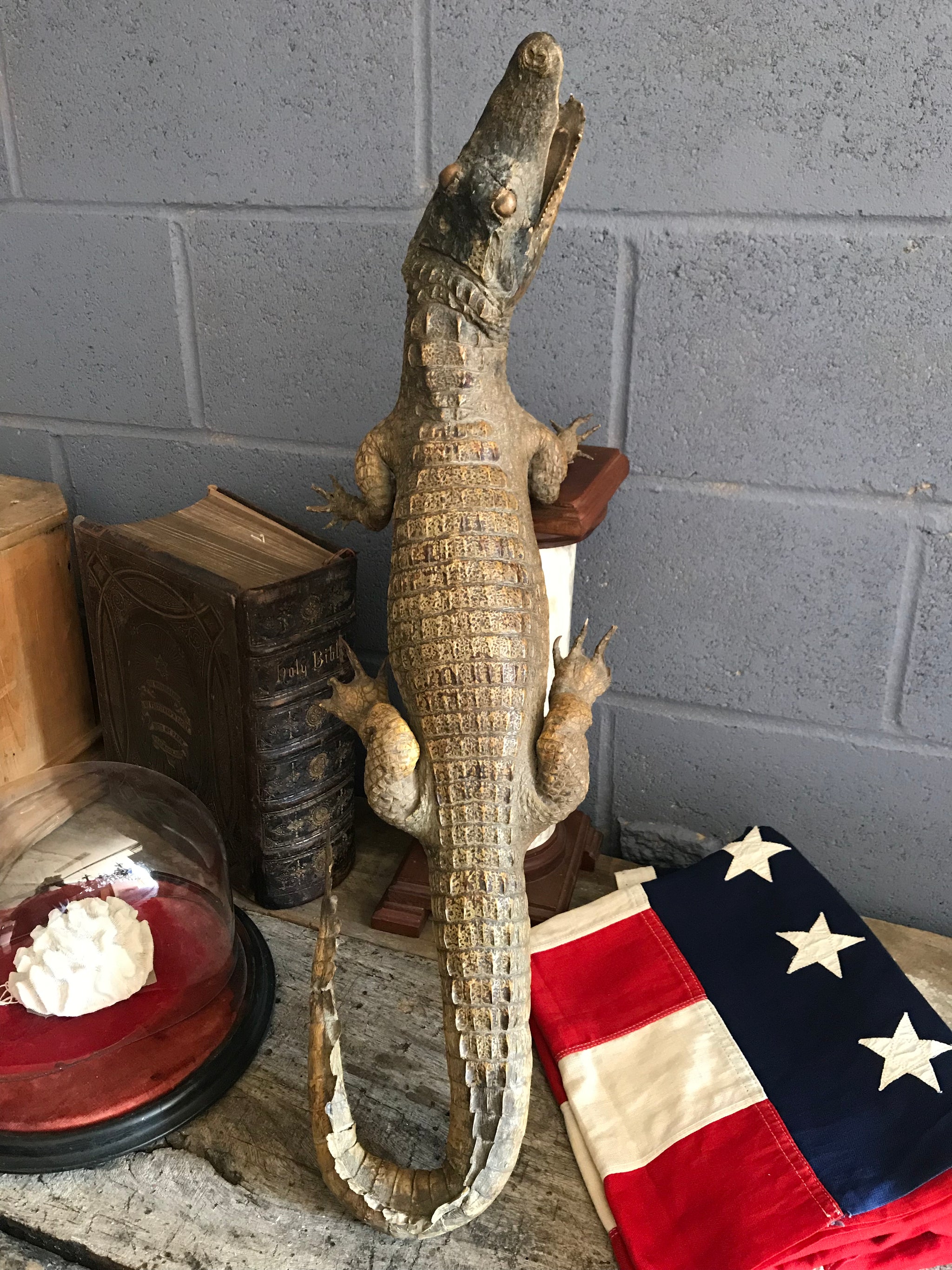 A large Victorian taxidermy crocodile