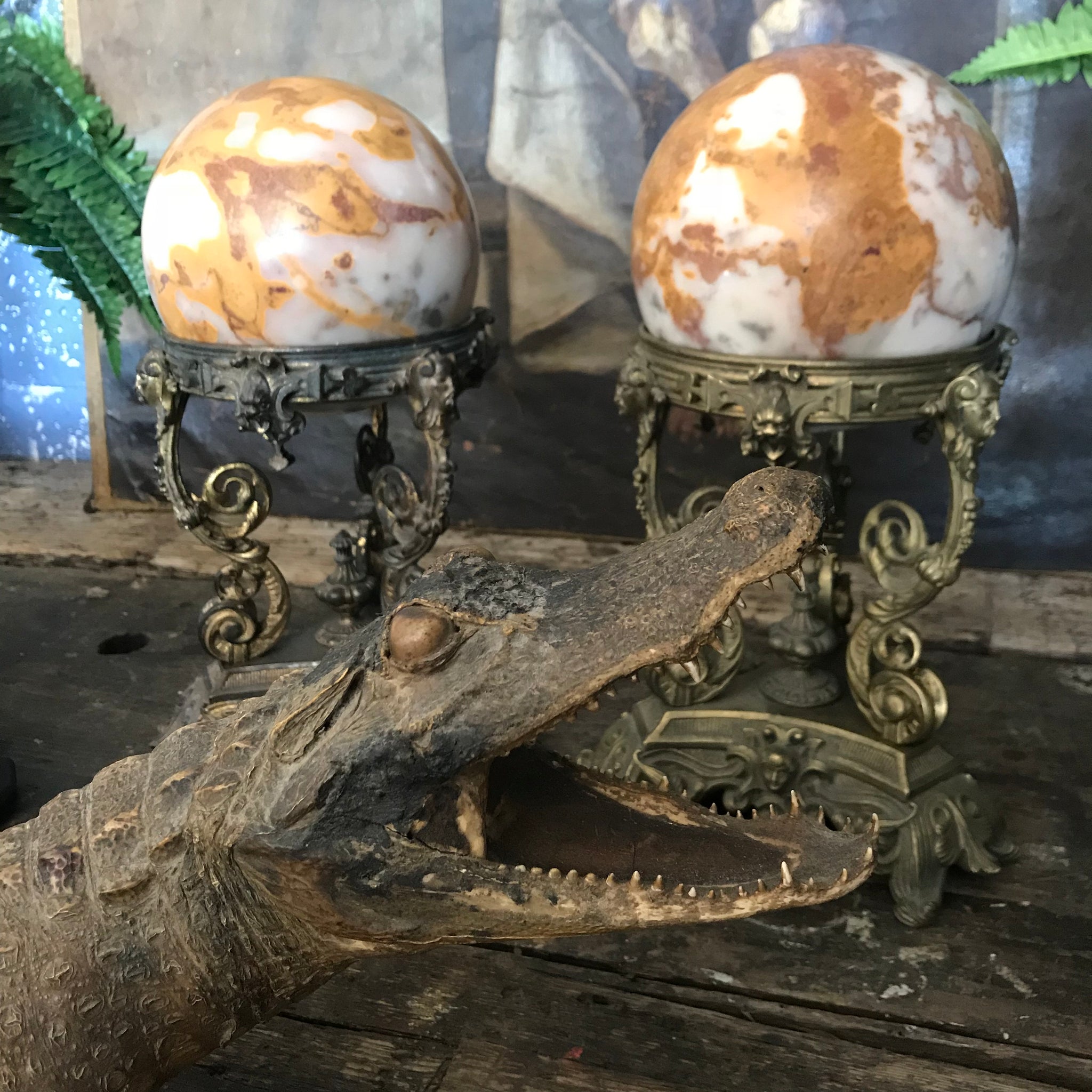 A large Victorian taxidermy crocodile