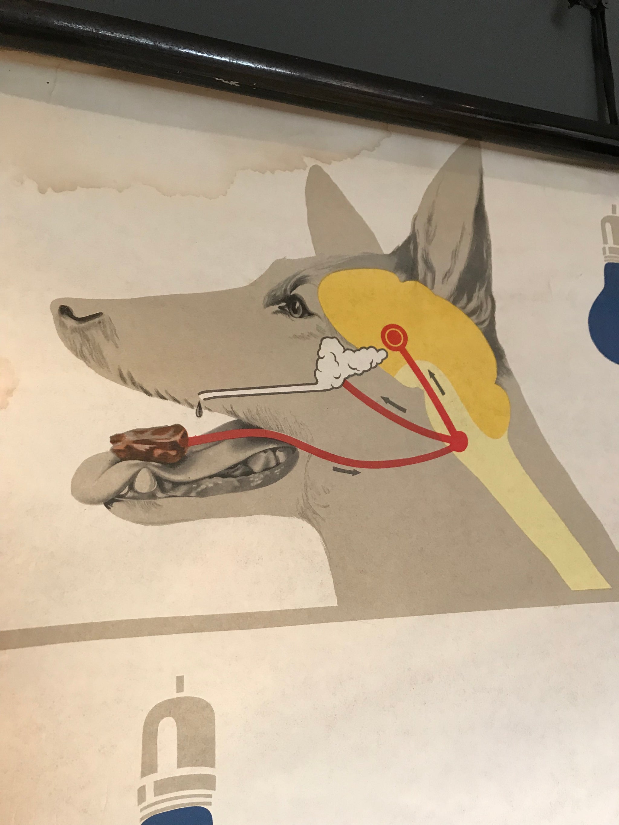 A German wall chart poster of Pavlov’s Dog Bedingte reflex