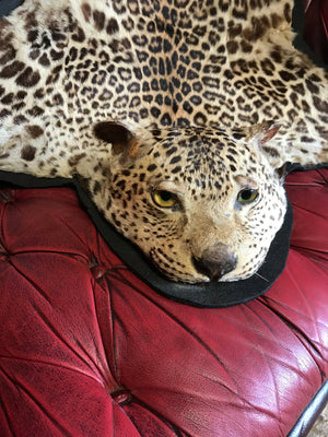 A Victorian taxidermy leopard skin rug with half head