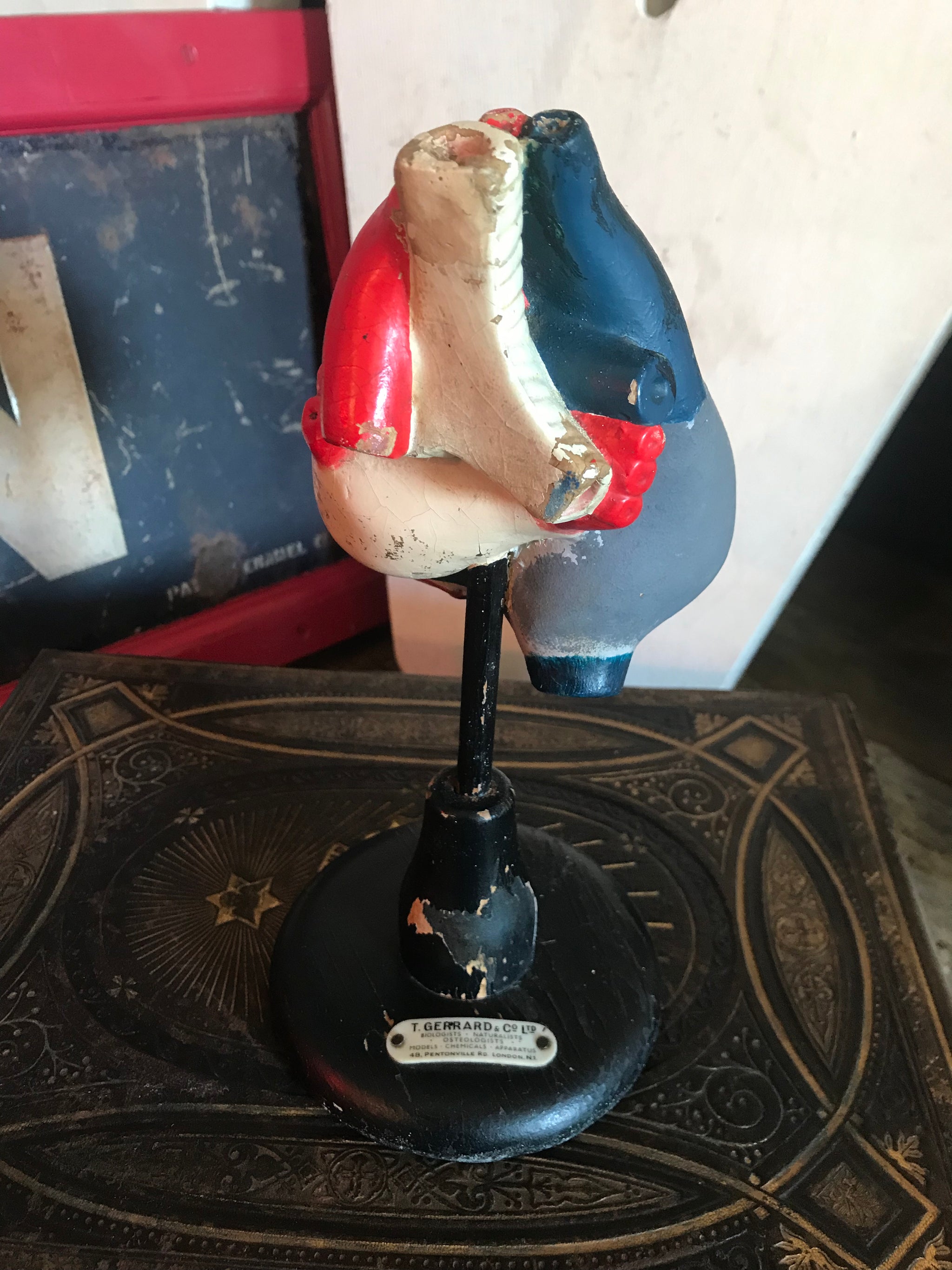 An early anatomical heart model on stand by T Gerrard and Co