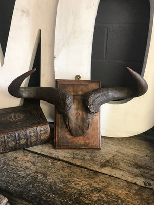 A large pair of antique taxidermy Gnu (Wildebeest) horns on a wooden shield