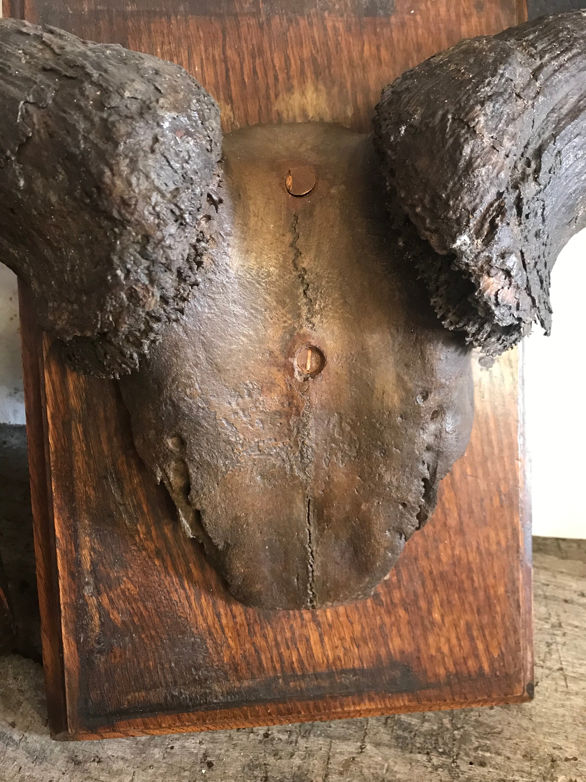 A large pair of antique taxidermy Gnu (Wildebeest) horns on a wooden shield