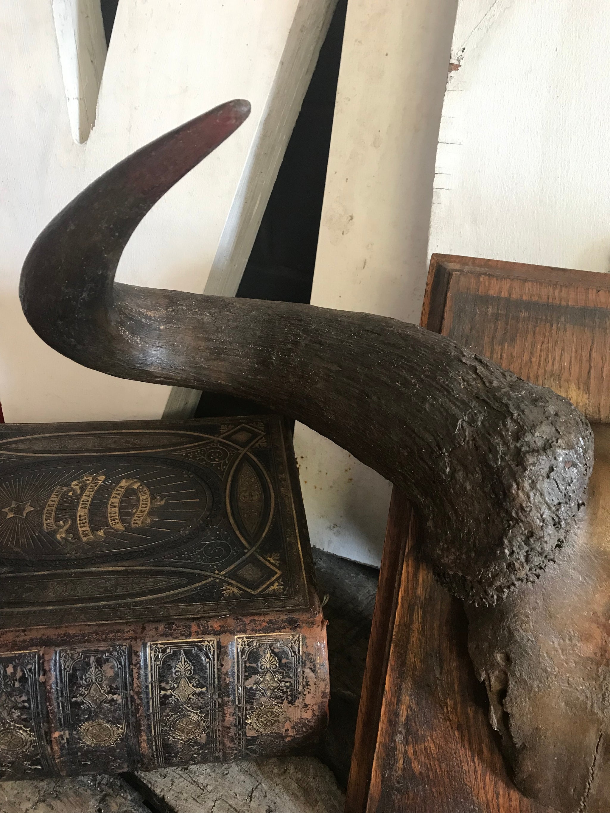A large pair of antique taxidermy Gnu (Wildebeest) horns on a wooden shield