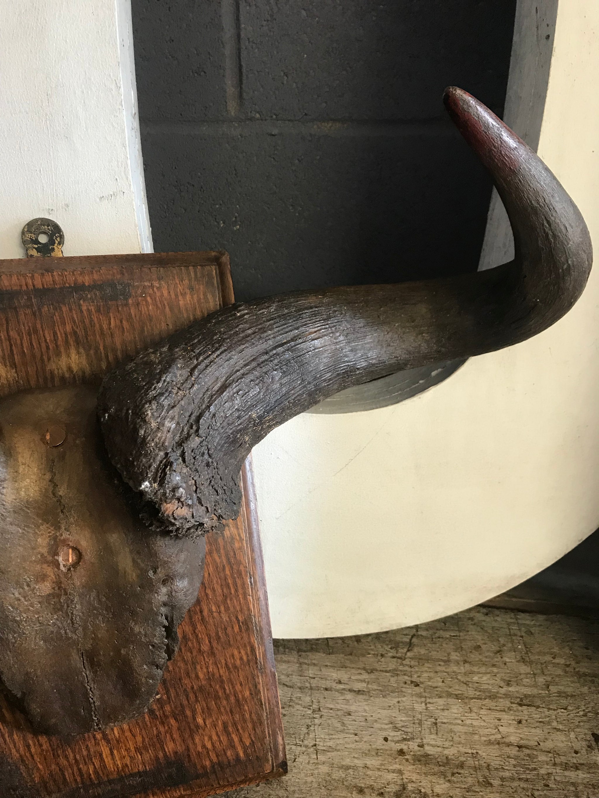 A large pair of antique taxidermy Gnu (Wildebeest) horns on a wooden shield
