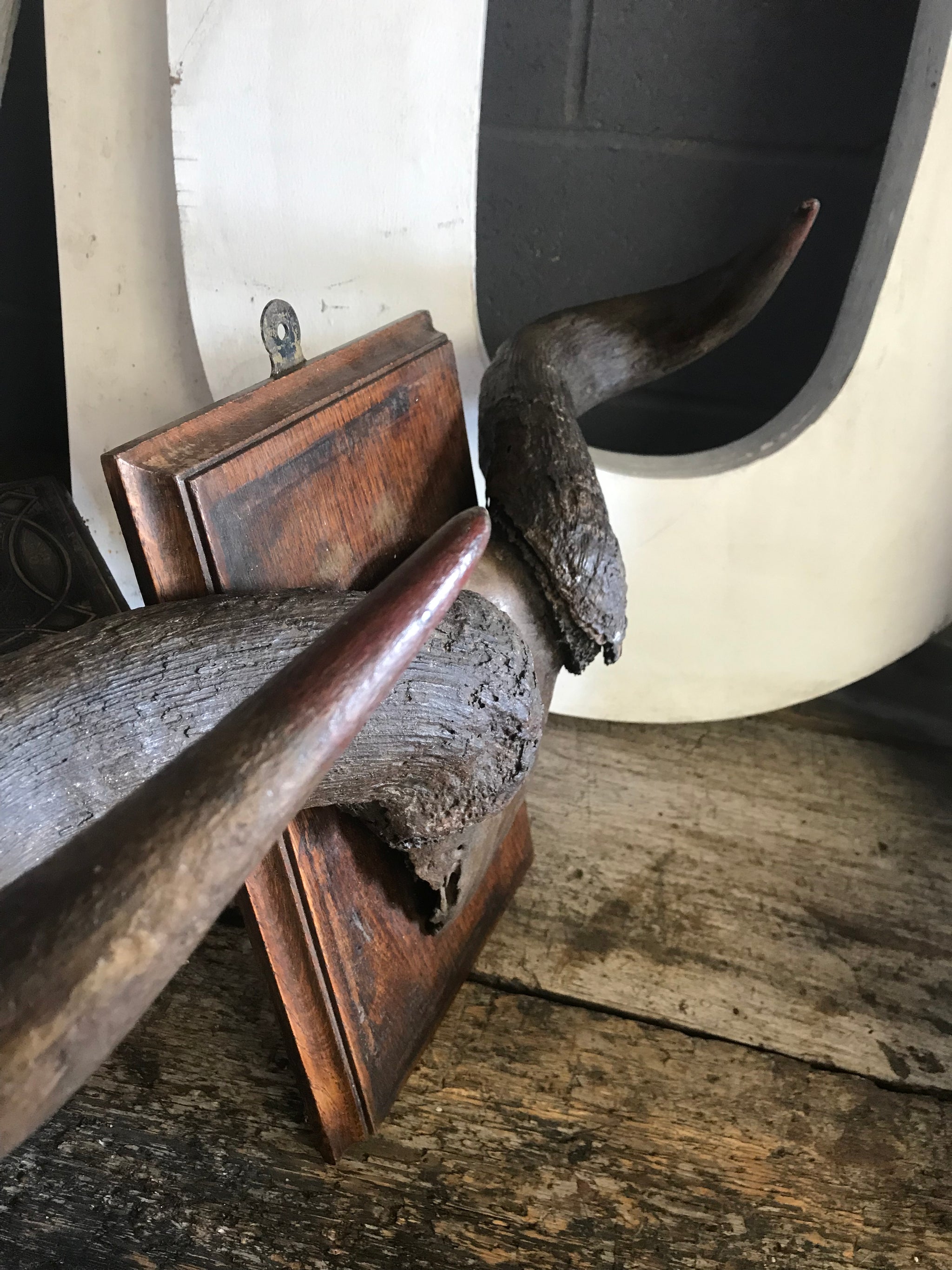 A large pair of antique taxidermy Gnu (Wildebeest) horns on a wooden shield