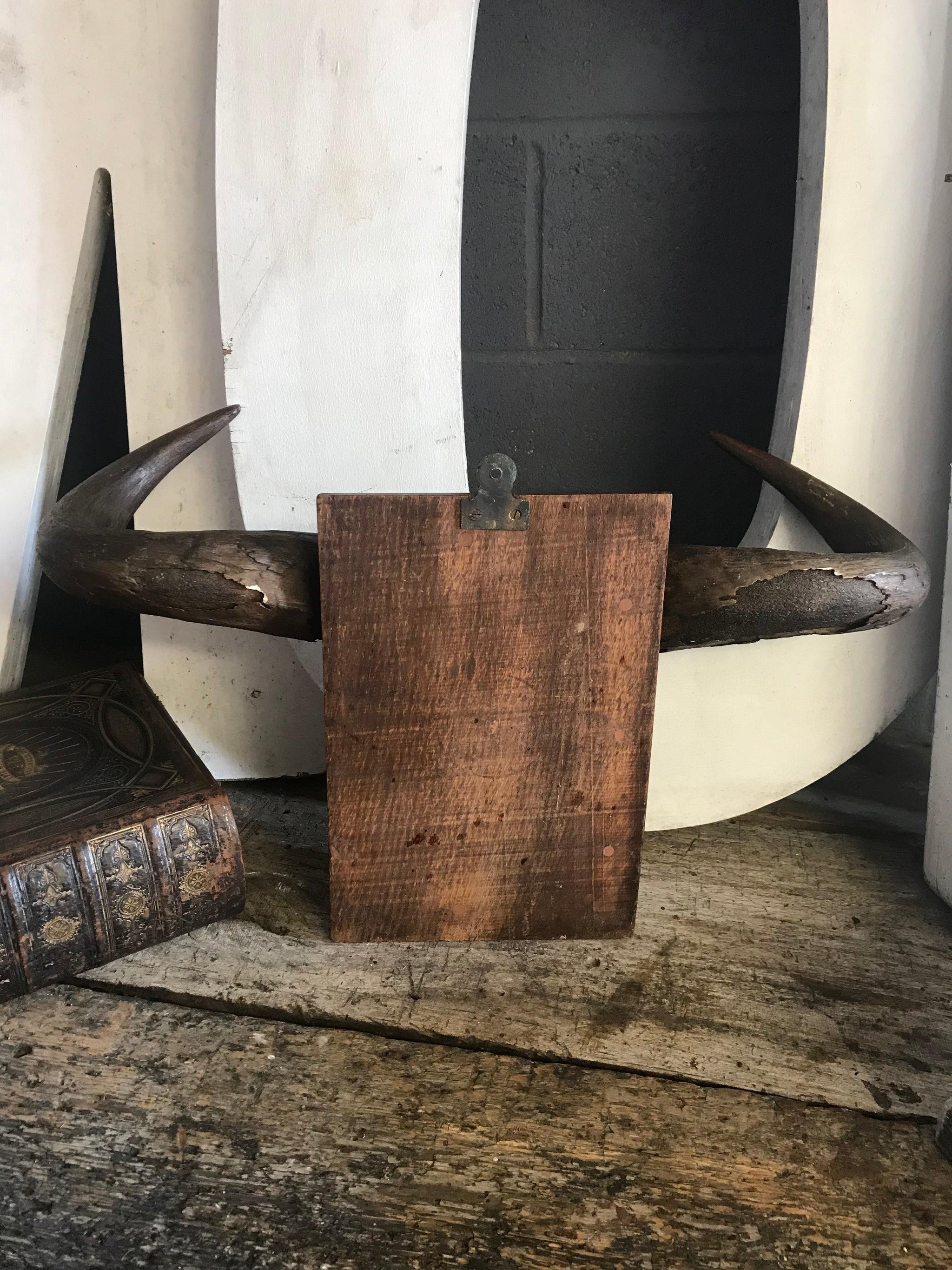 A large pair of antique taxidermy Gnu (Wildebeest) horns on a wooden shield