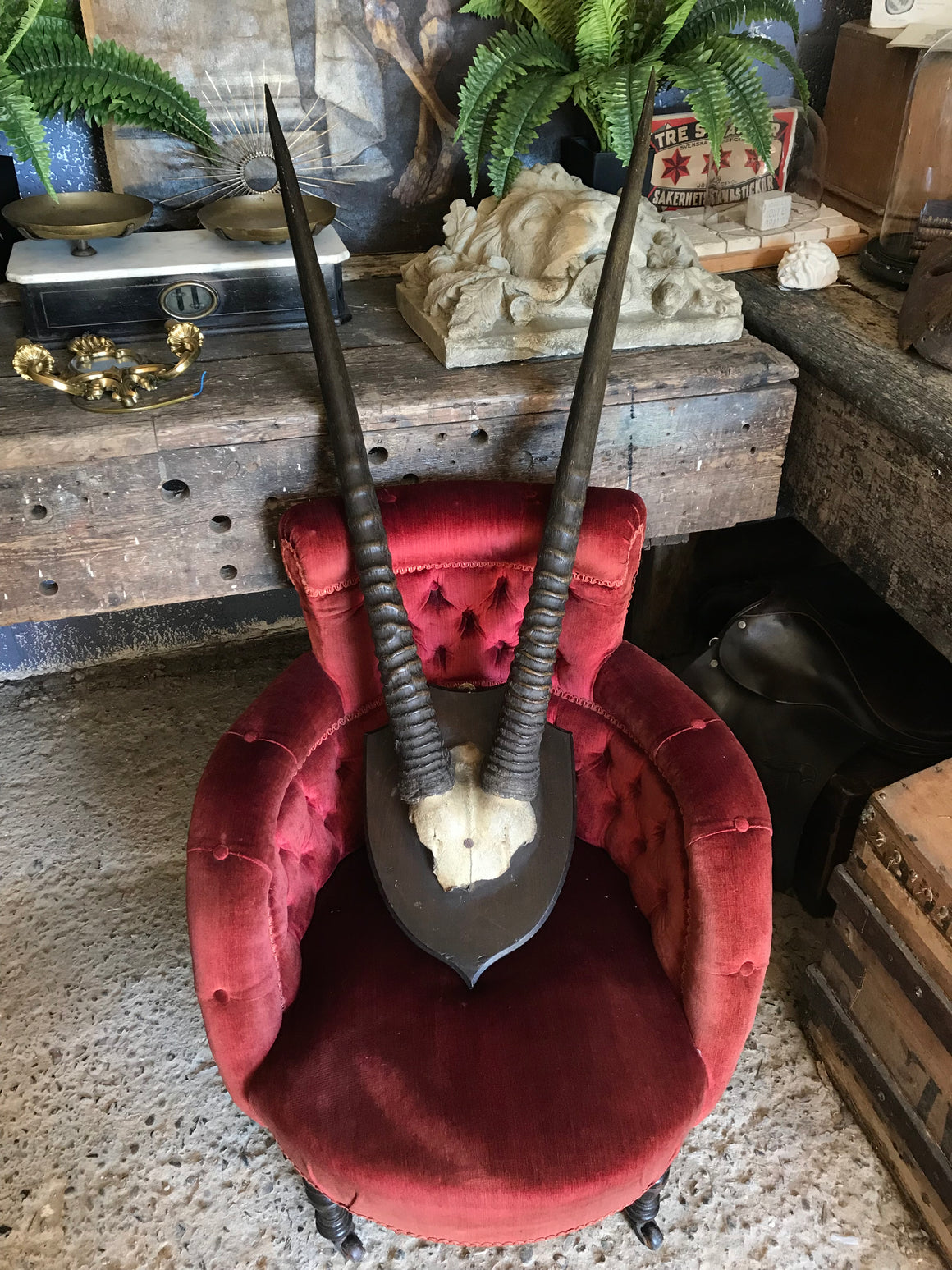 A large pair of antique taxidermy oryx horns on a wooden shield