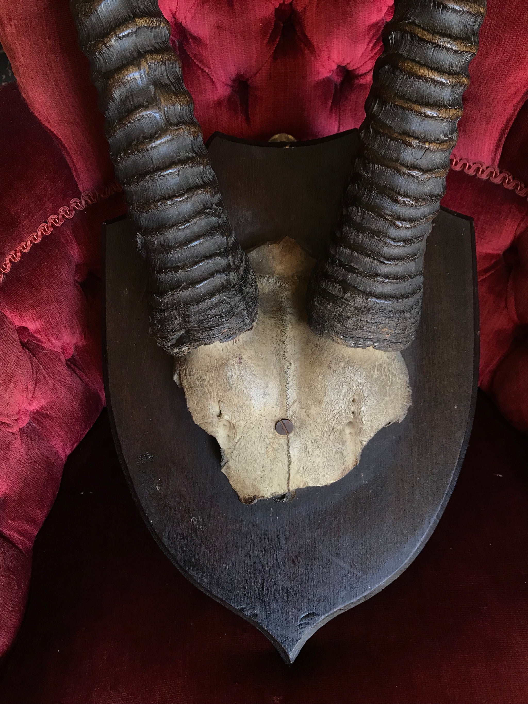 A large pair of antique taxidermy oryx horns on a wooden shield