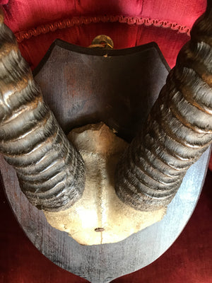 A large pair of antique taxidermy oryx horns on a wooden shield