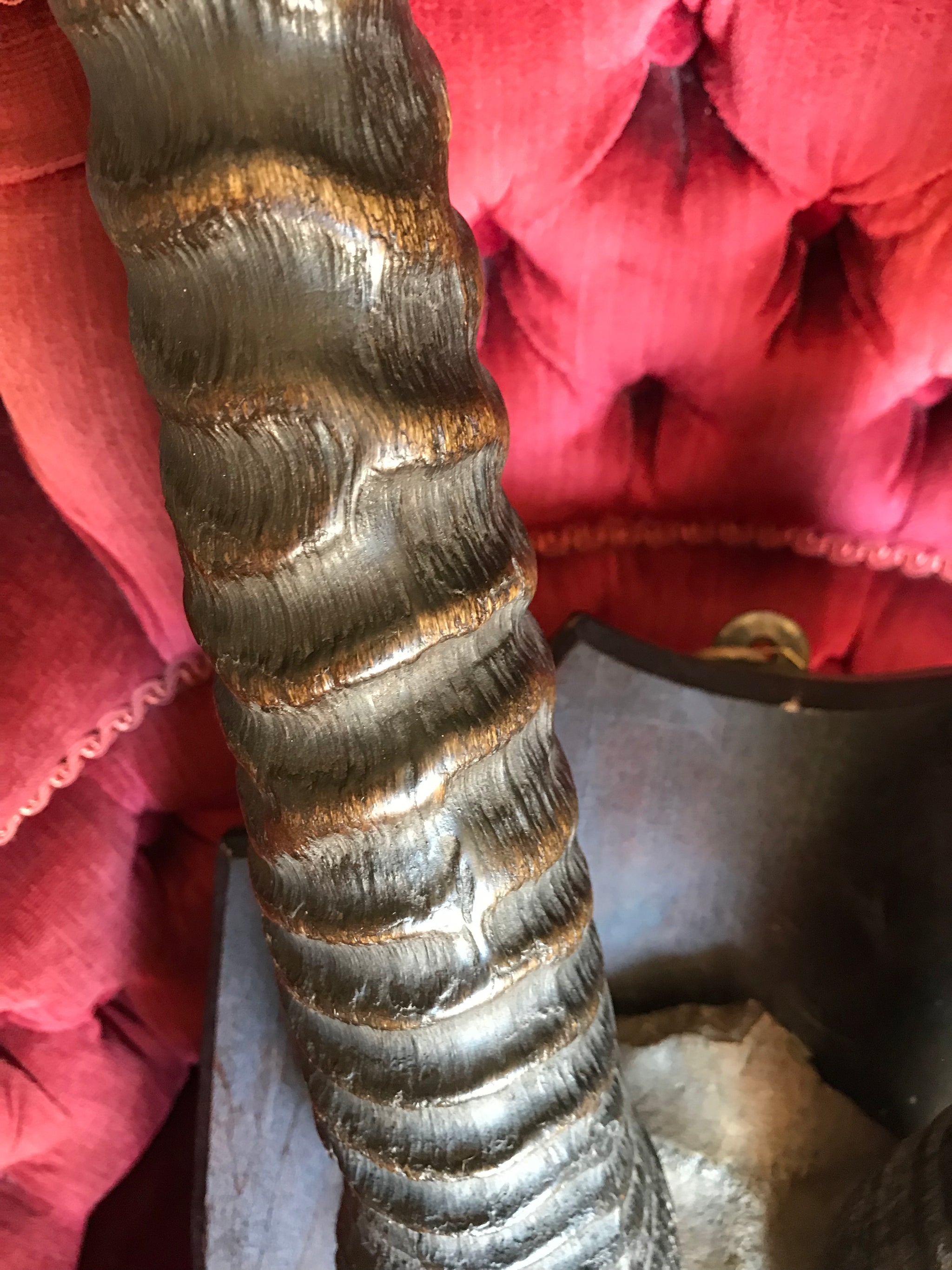 A large pair of antique taxidermy oryx horns on a wooden shield