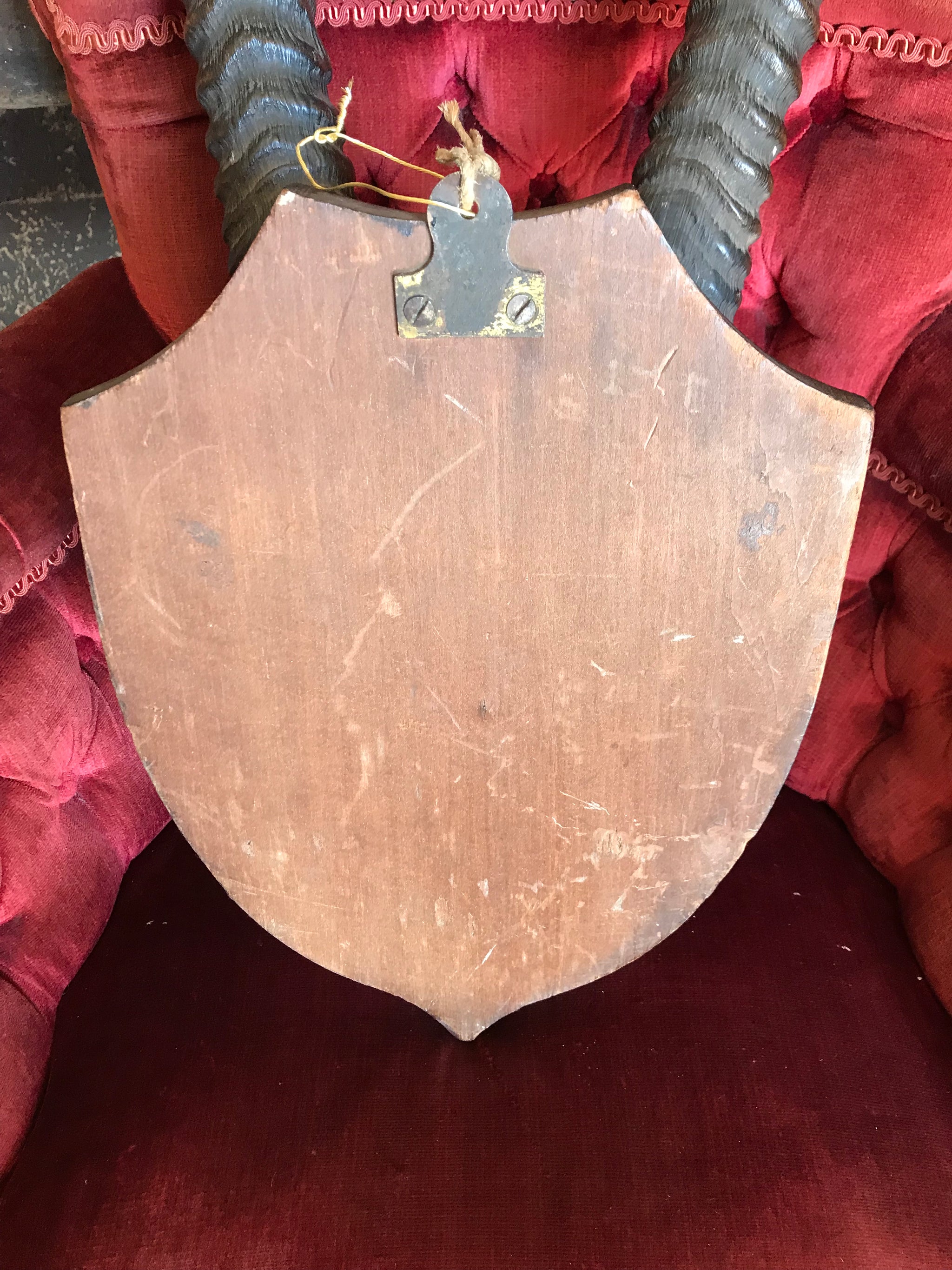 A large pair of antique taxidermy oryx horns on a wooden shield
