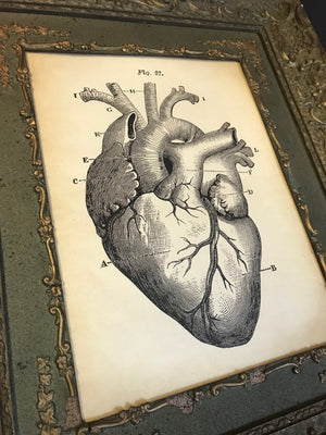 A contemporary anatomical heart print in a 19th Century frame