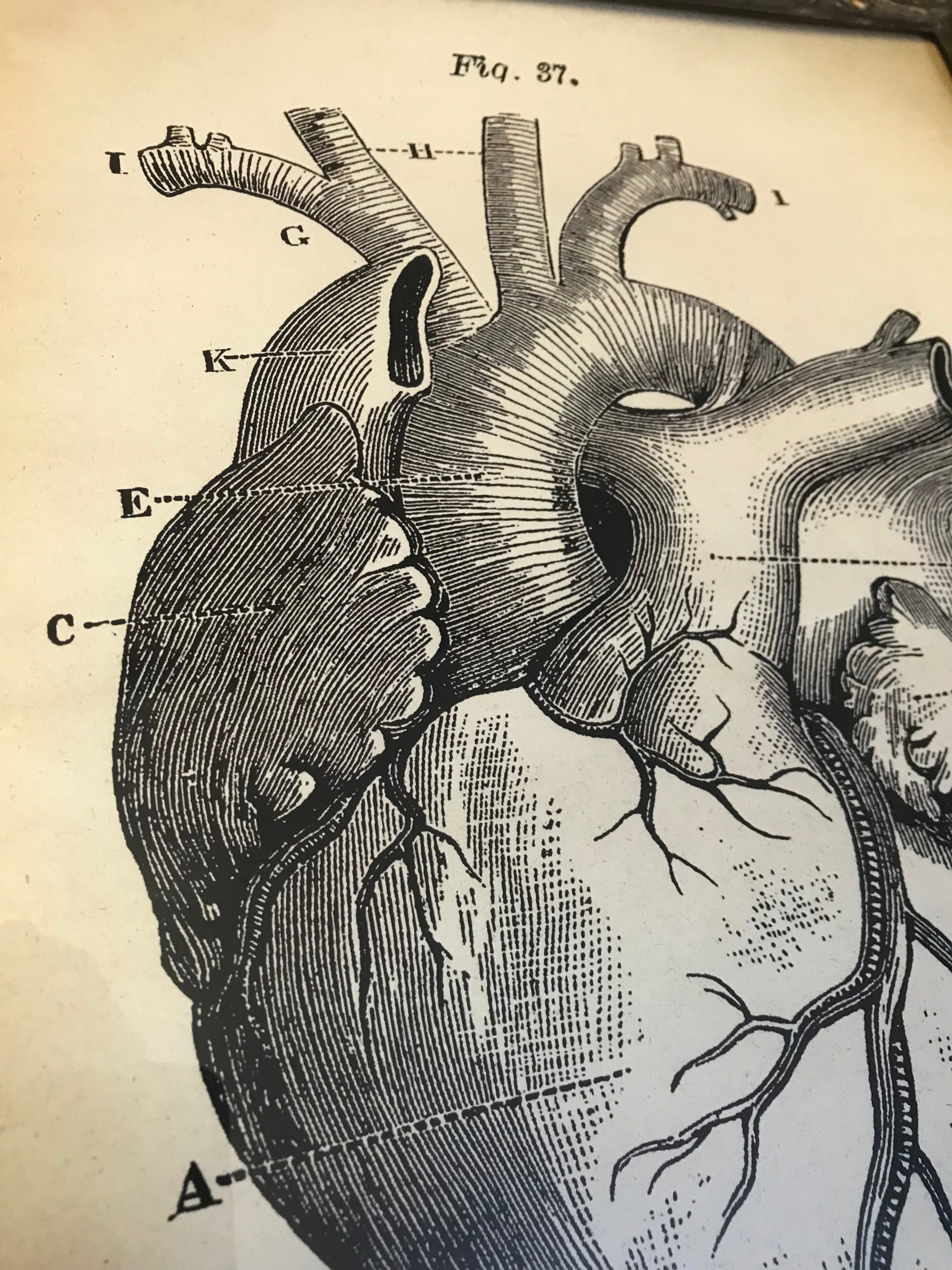 A contemporary anatomical heart print in a 19th Century frame