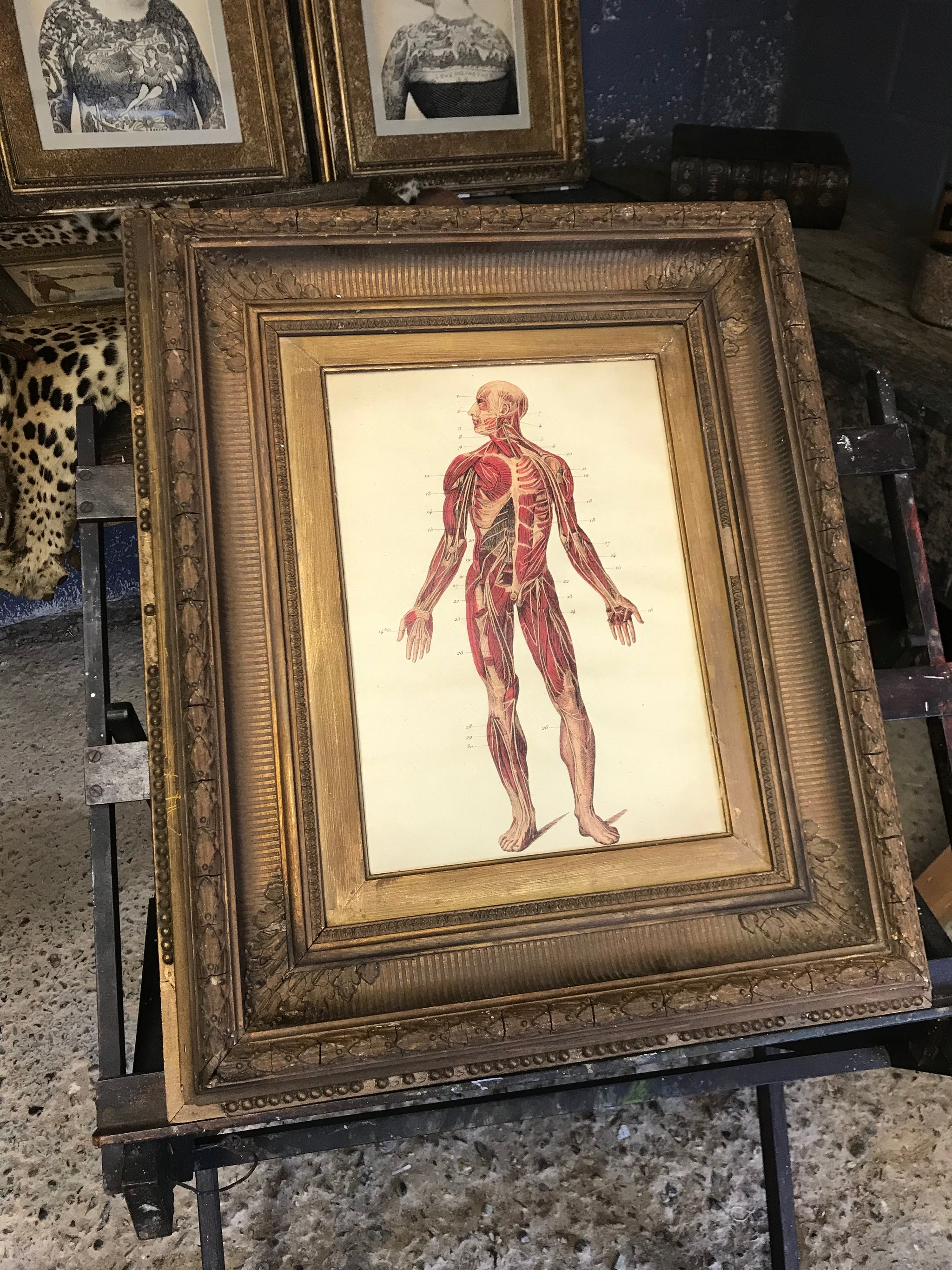 A contemporary anatomical ecorche print in a 19th Century frame