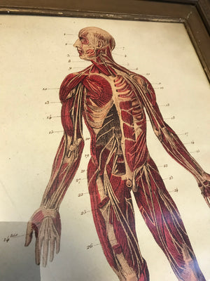 A contemporary anatomical ecorche print in a 19th Century frame