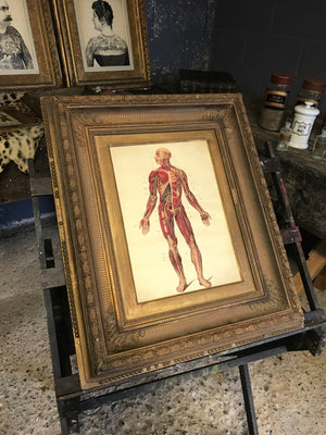 A contemporary anatomical ecorche print in a 19th Century frame