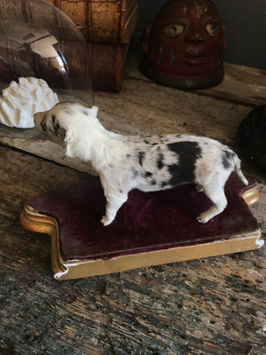 A miniature taxidermy puppy dog specimen on a purple velvet stand
