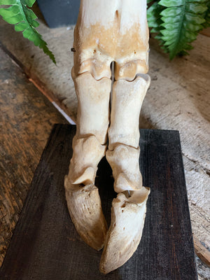 A taxidermy hoof and leg skeleton teaching model