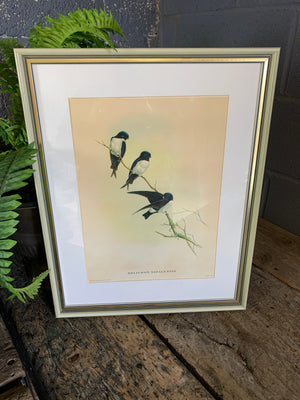 A set of 20 Gould and Richter bird lithographs by Hullmandel and Walton