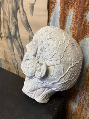 A plaster bust of an anatomical ecorche head