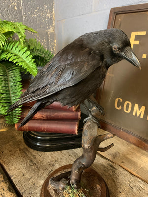 A taxidermy crow on a wooden stand