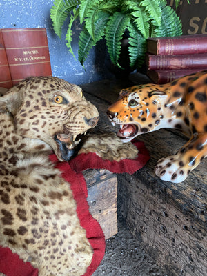 A Victorian taxidermy leopard rug