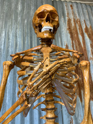 A life-sized anatomical skeleton model on stand