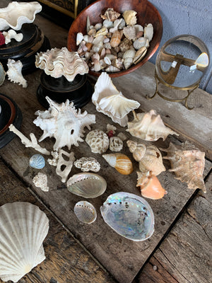 A large collection of weathered seashells and coral